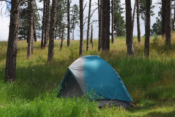 A tent in the Elk Mountain Campground under a starry sky with bison nearby