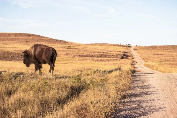 A large bison grazing on the prairie grasses